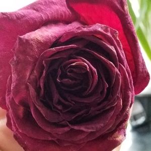 Meet your Posher, Janelle